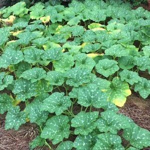 Meet your Posher, Julie